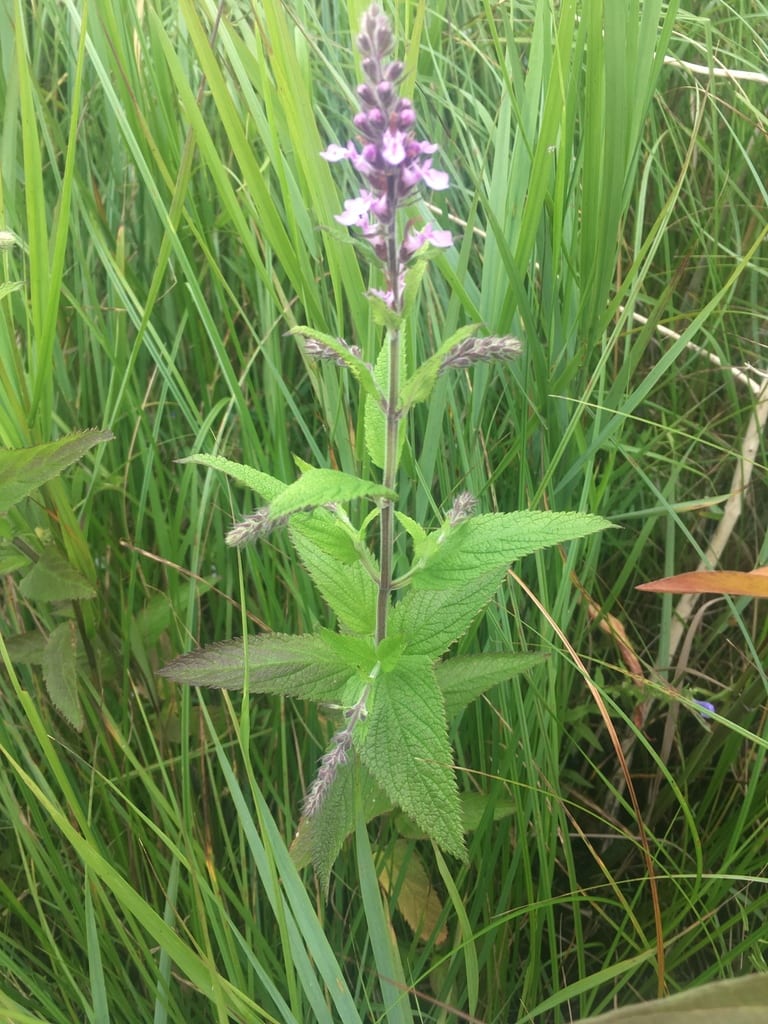Western germander (Teucrium canadense var. occidentale)