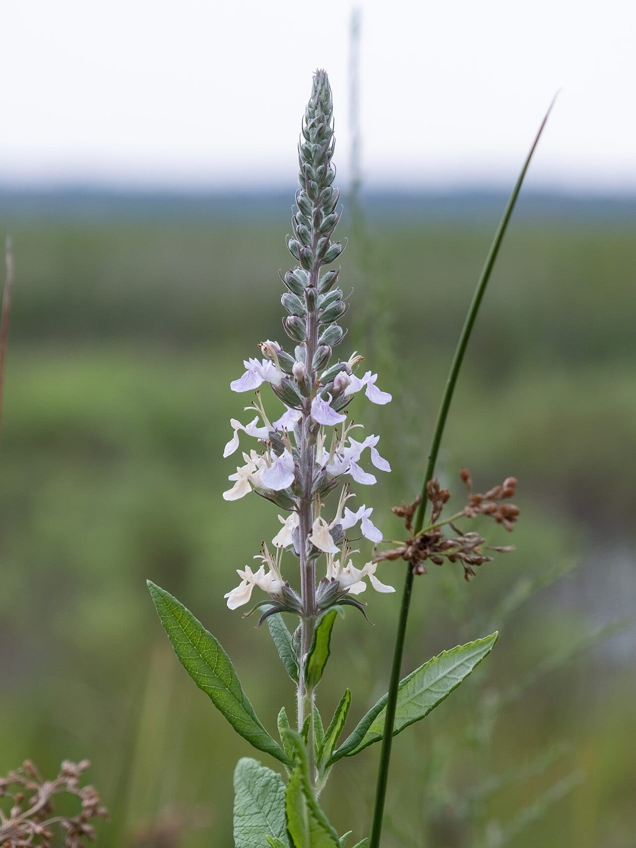 American germander (Teucrium canadense)