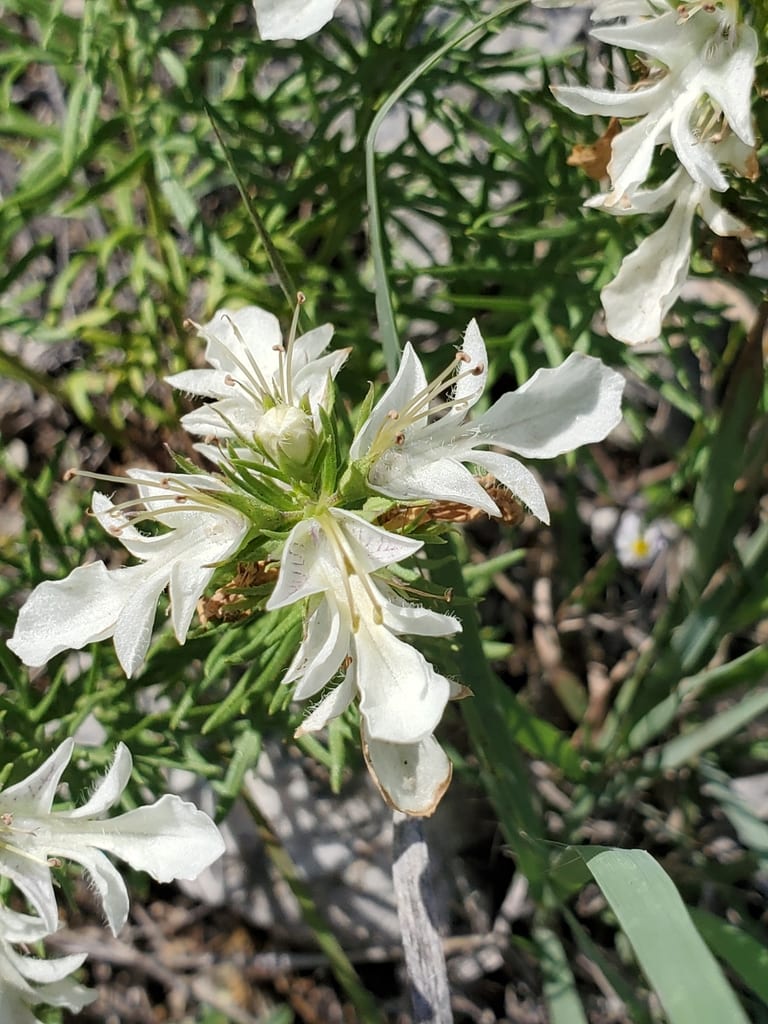 Lacy germander (Teucrium laciniatum)