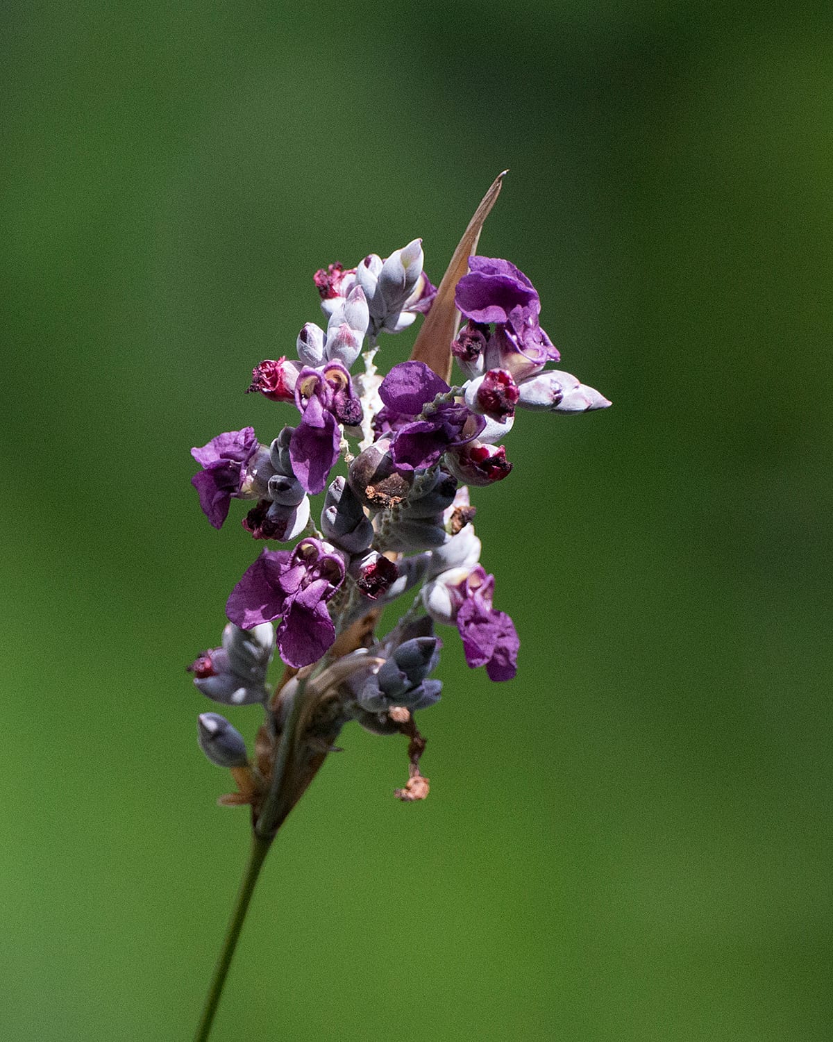 Powdery alligator-flag (Thalia dealbata)