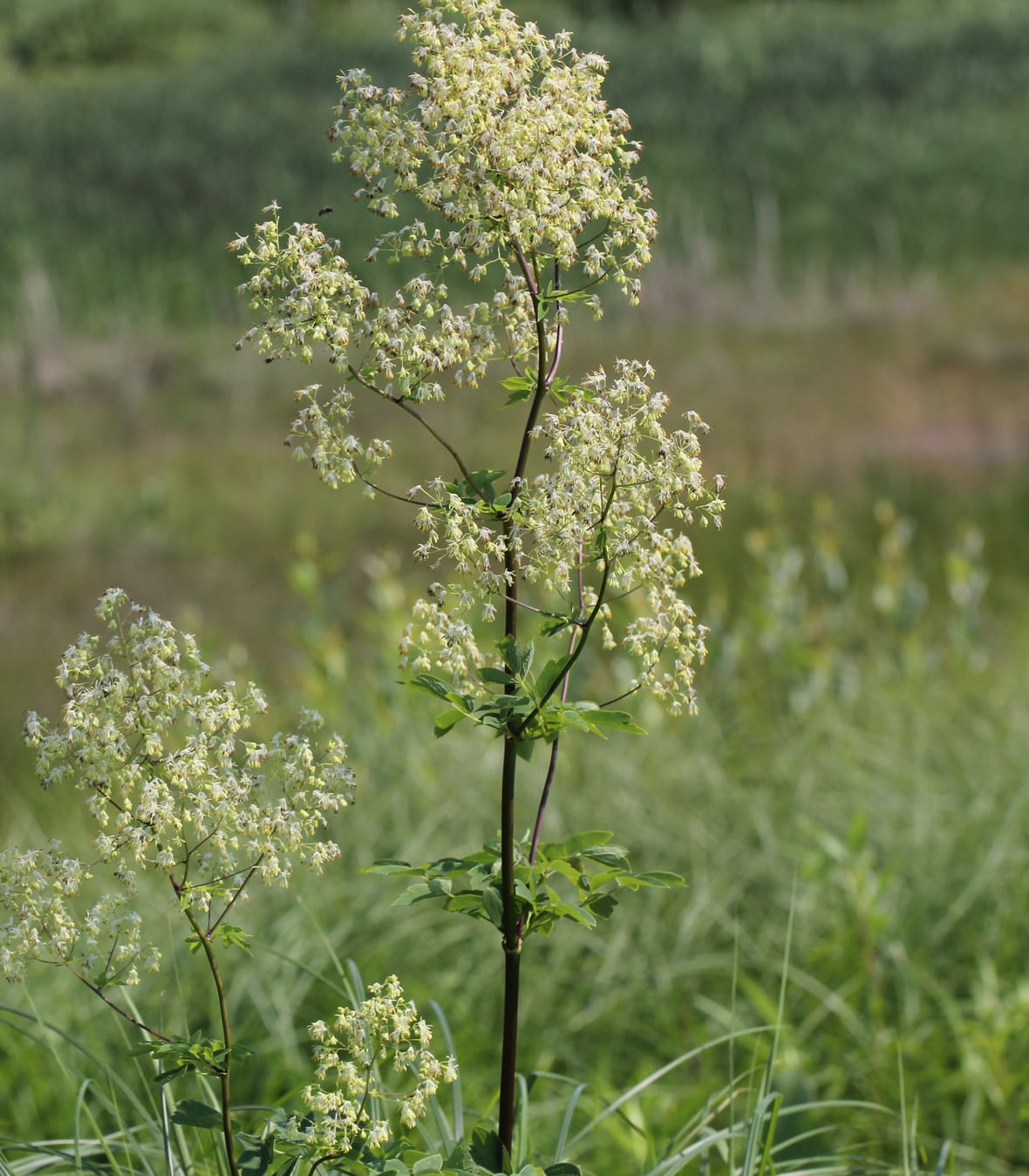 Purple meadow-rue (Thalictrum dasycarpum)