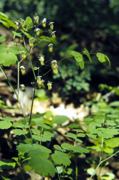 Early meadow-rue (Thalictrum dioicum)