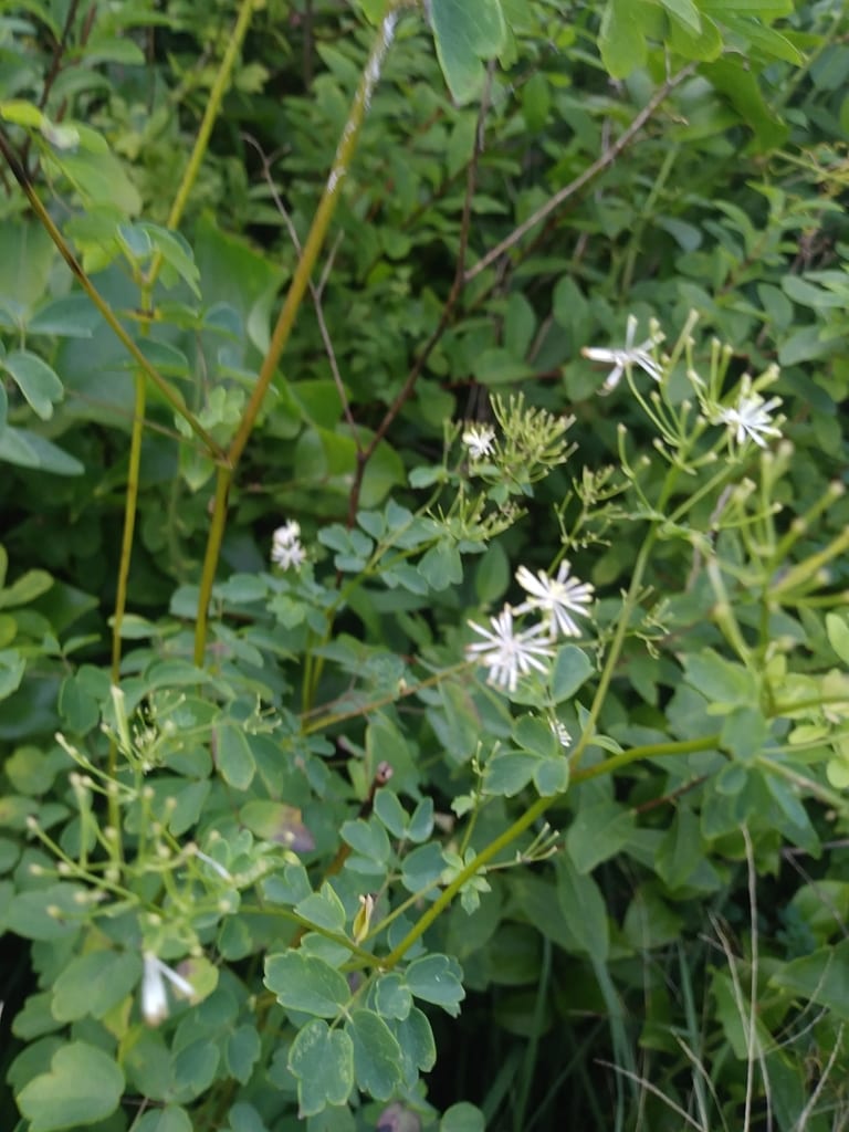 Waxyleaf meadow-rue (Thalictrum revolutum)