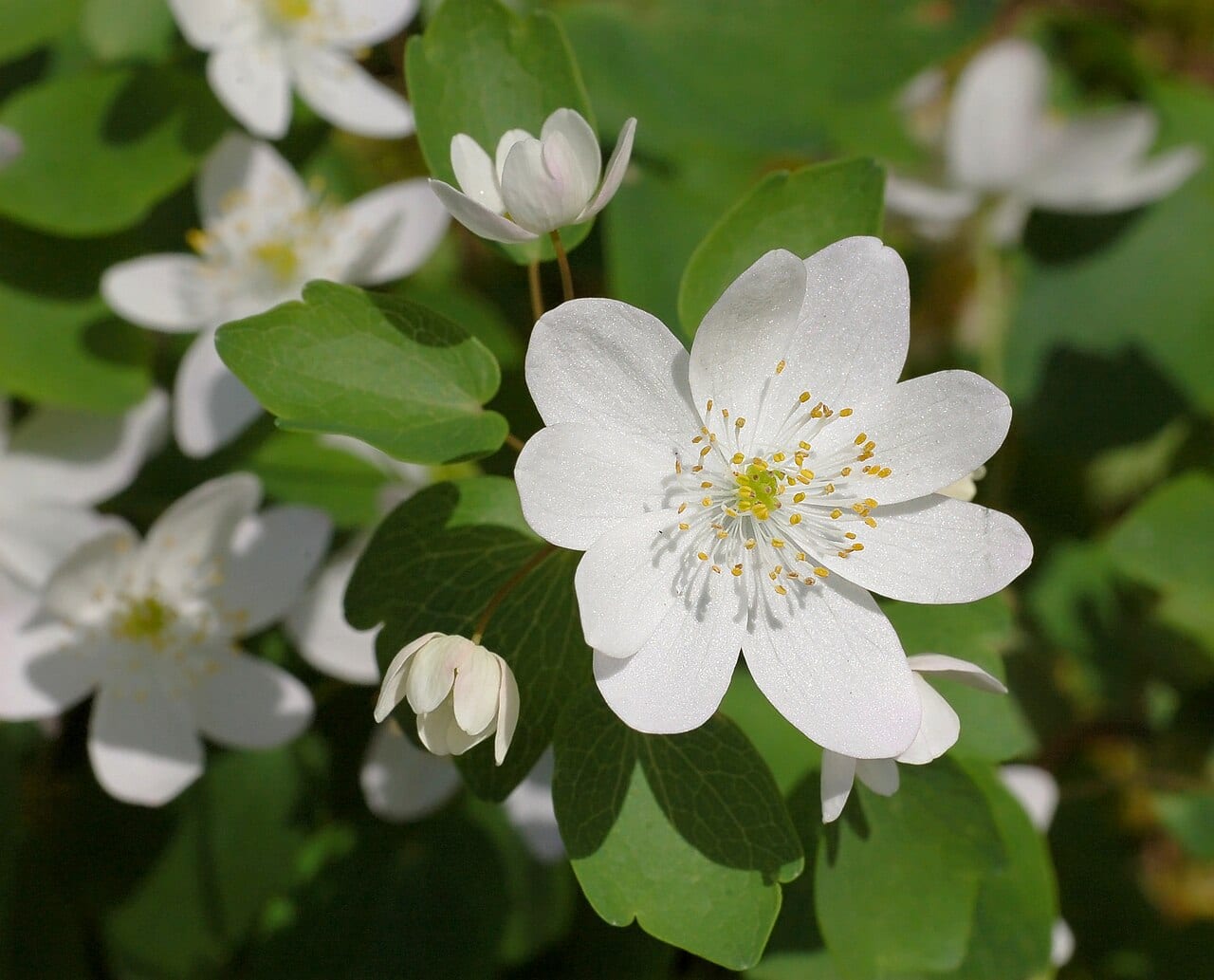Rue anemone (Thalictrum thalictroides)