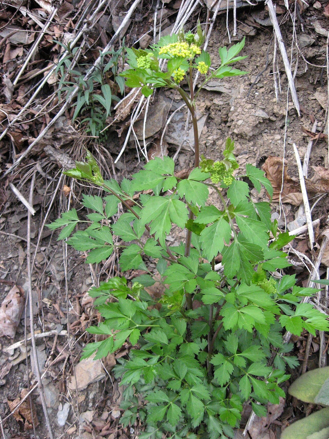 Hairy-jointed meadowparsnip (Thaspium barbinode)