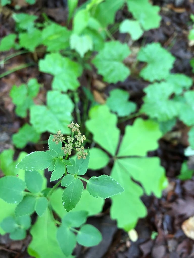 Yellow meadow parsnip (Thaspium trifoliatum var. aureum)