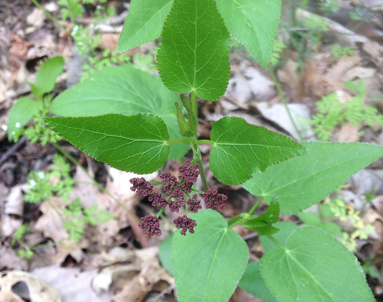 Purple meadowparsnip (Thaspium trifoliatum)