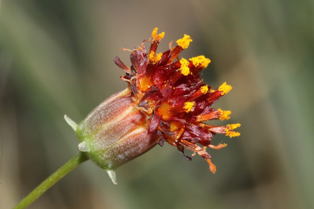 Colorado greenthread (Thelesperma ambiguum)