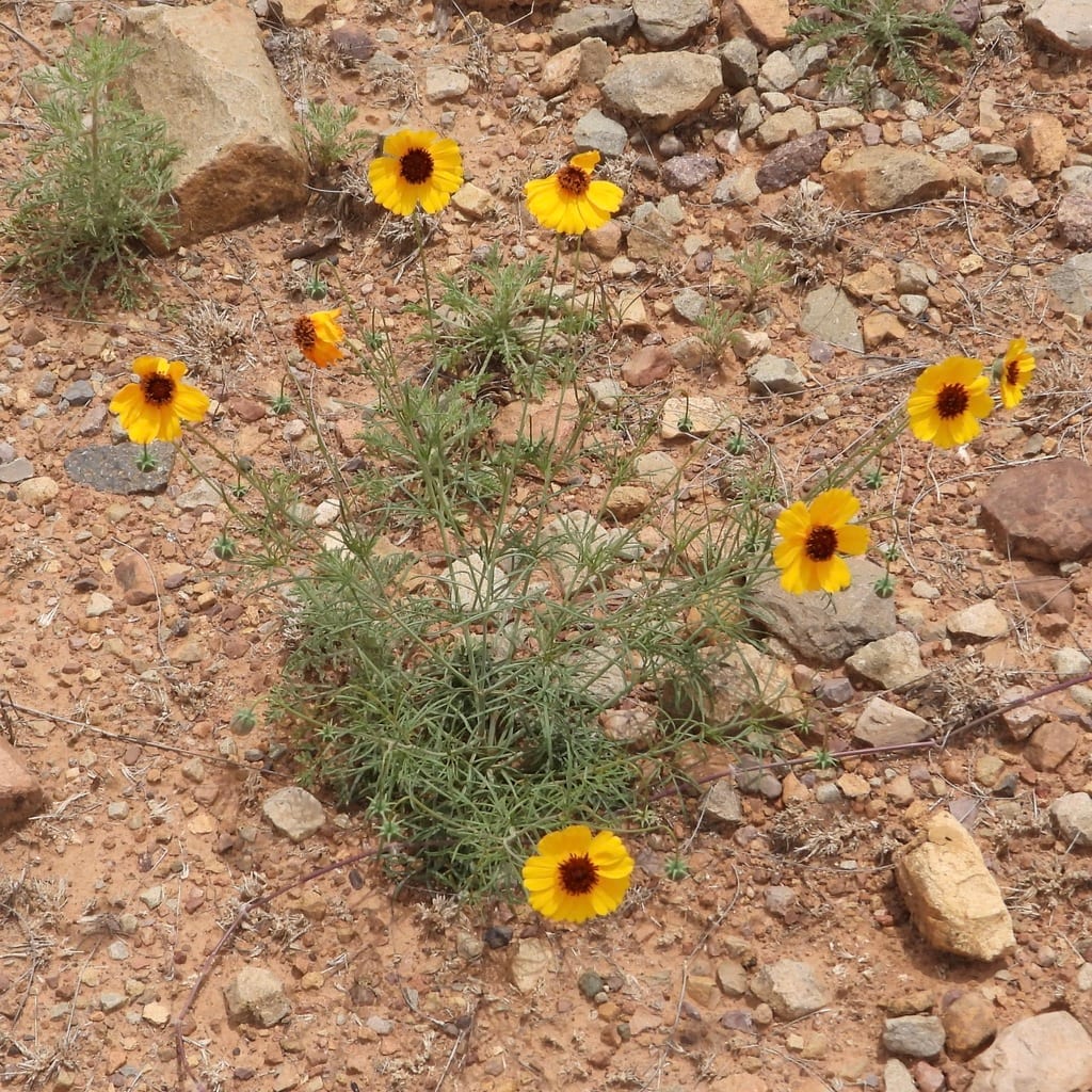 Stiff greenthread (Thelesperma filifolium var. filifolium)