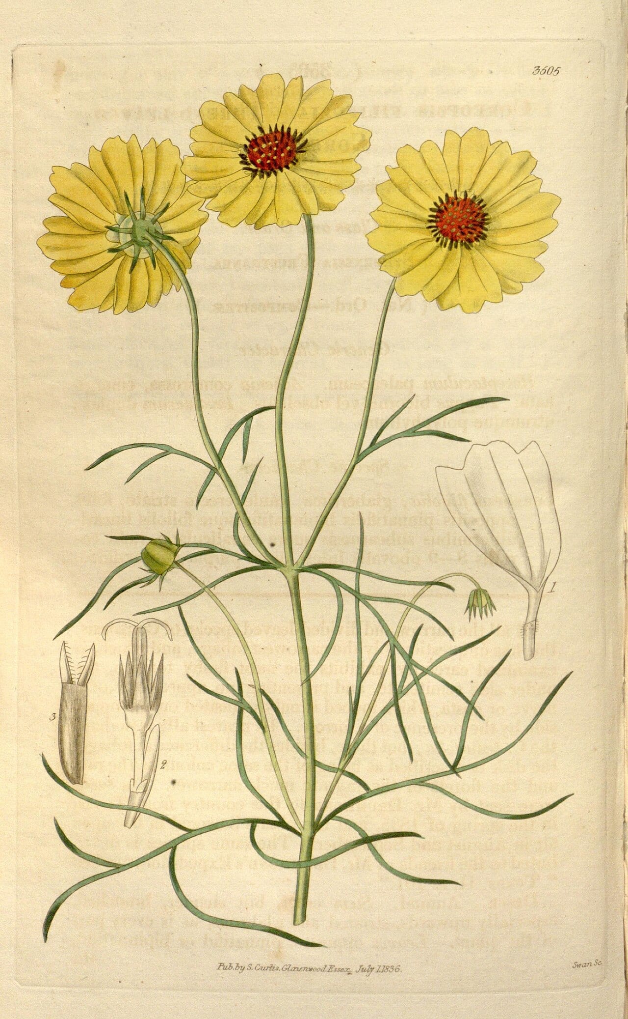 Stiff greenthread (Thelesperma filifolium)
