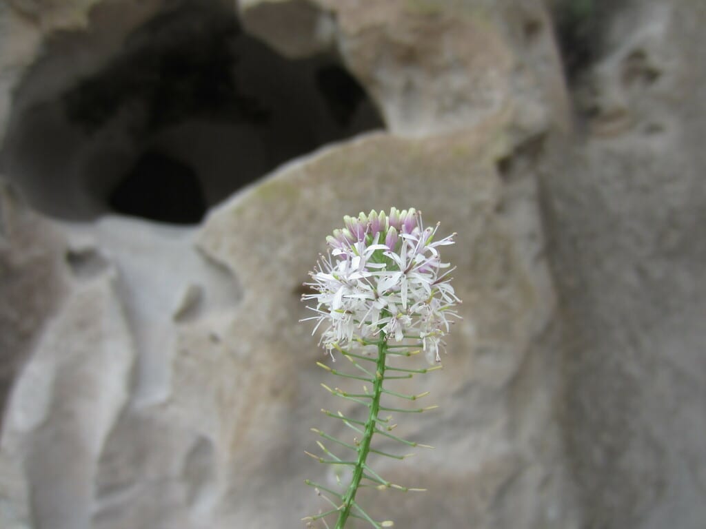 Oklahoma thelypody (Thelypodium wrightii ssp. oklahomense)