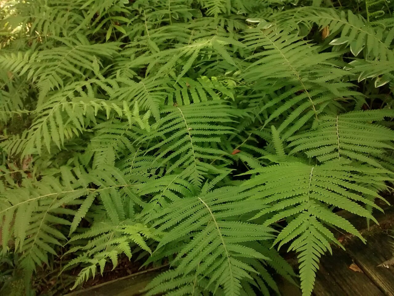 Wood fern (Thelypteris kunthii)