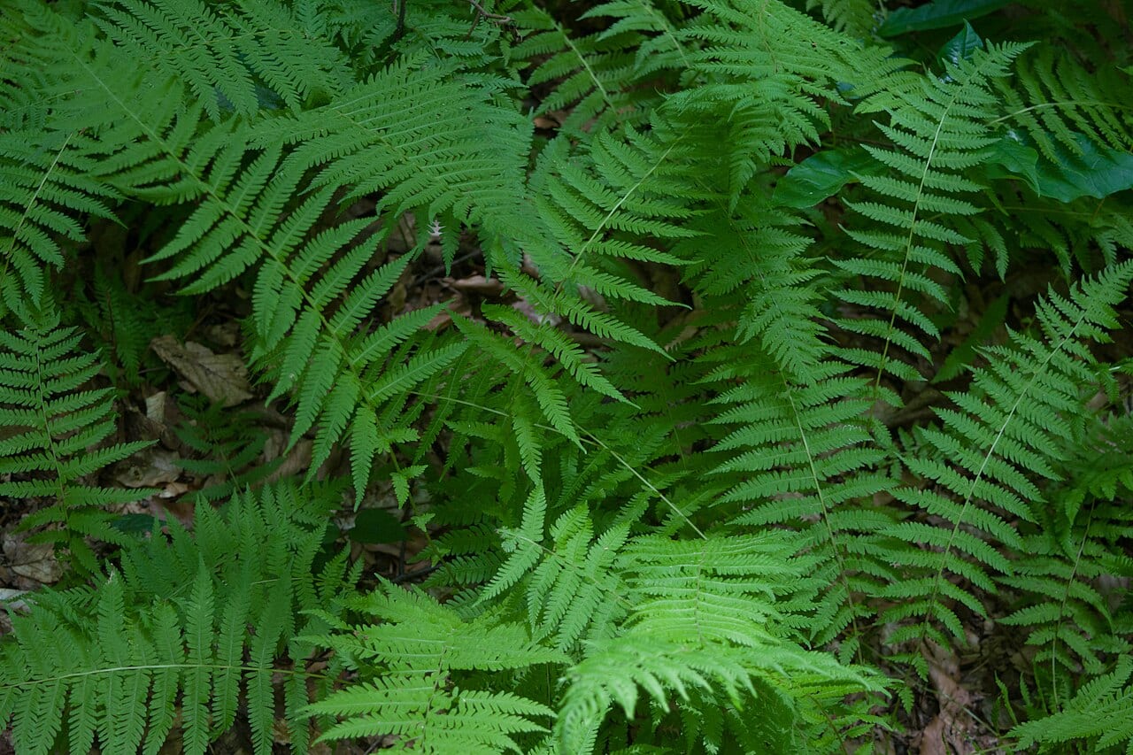 New york fern (Thelypteris noveboracensis)