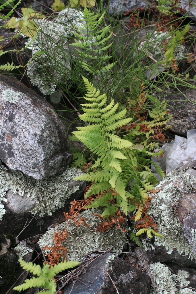 Eastern marsh fern (Thelypteris palustris var. pubescens)