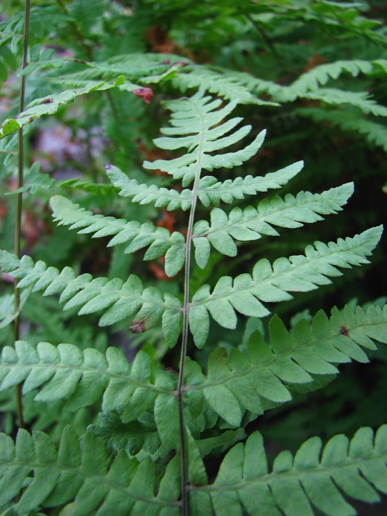Eastern marsh fern (Thelypteris palustris)
