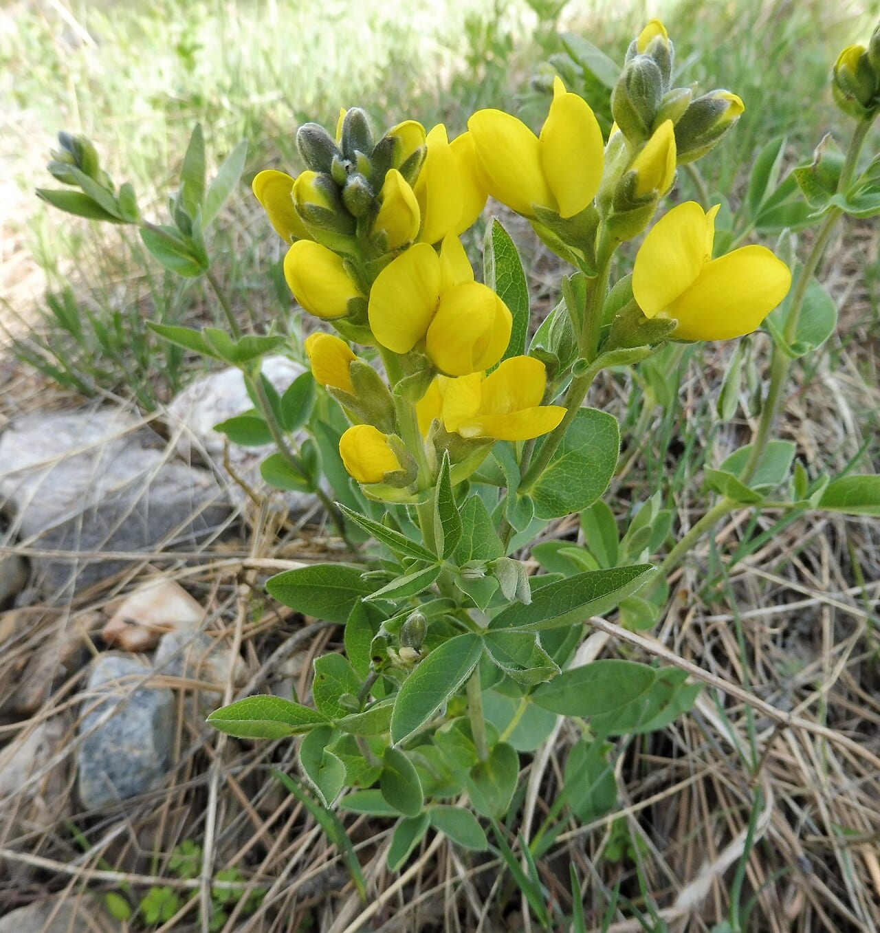 Prairie thermopsis (Thermopsis rhombifolia)