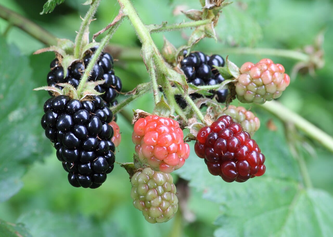 Thornless Blackberry (Rubus subg. Rubus (cultivated hybrids))