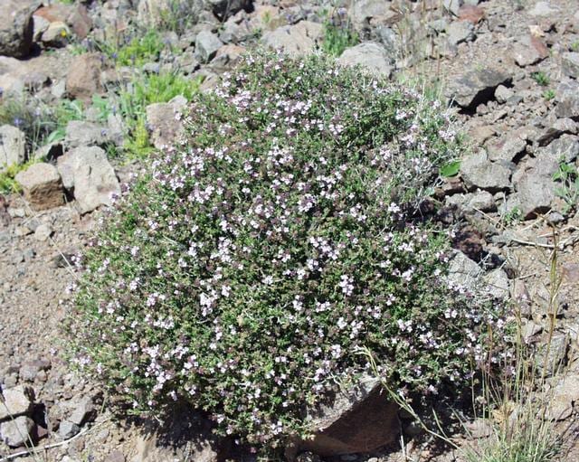 Thyme (Thymus vulgaris)