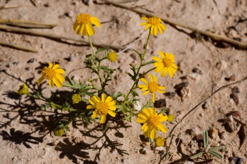 Manyawn pricklyleaf (Thymophylla aurea)