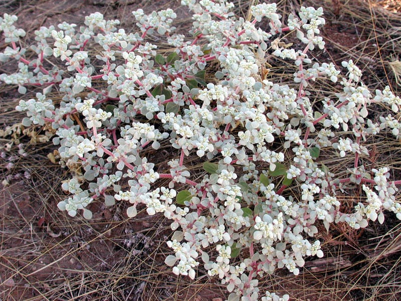 Woolly tidestromia (Tidestromia lanuginosa)