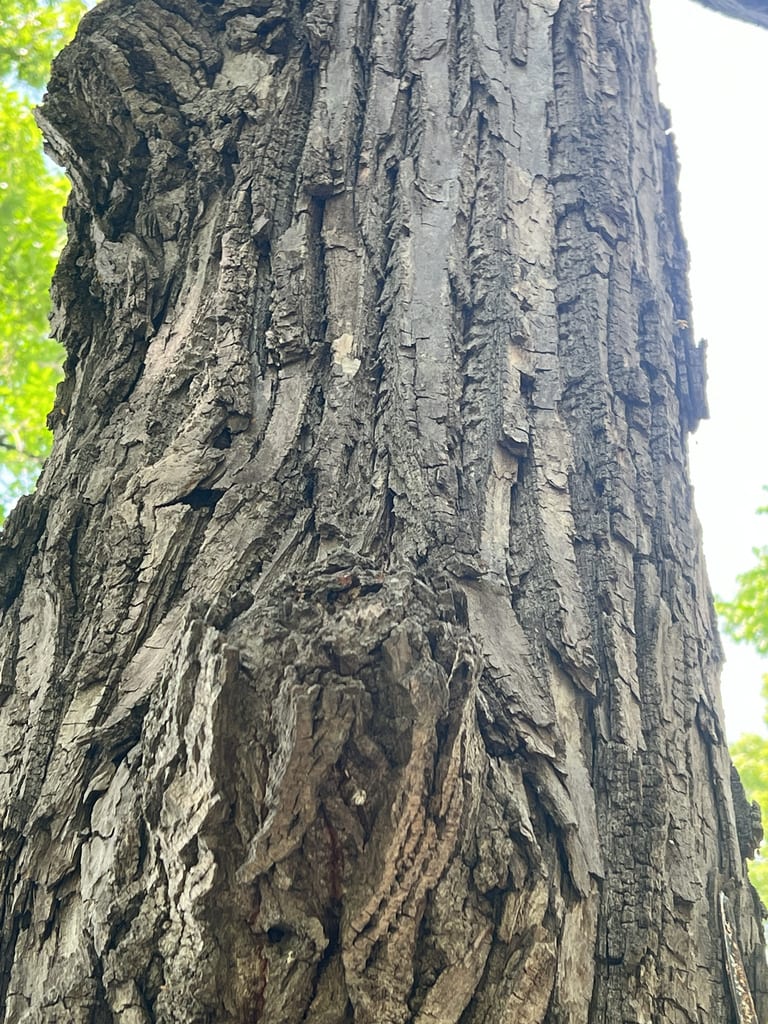 Carolina basswood (Tilia americana var. caroliniana)