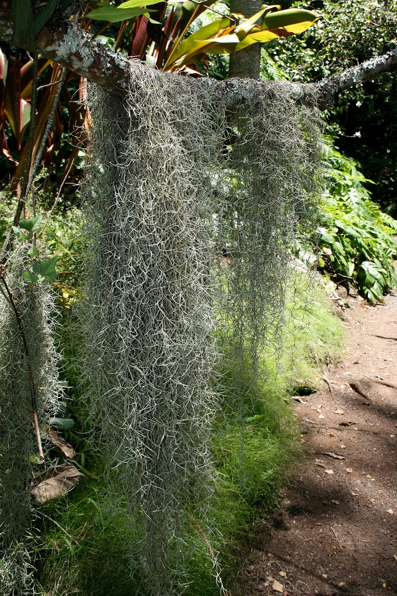Spanish moss (Tillandsia usneoides)