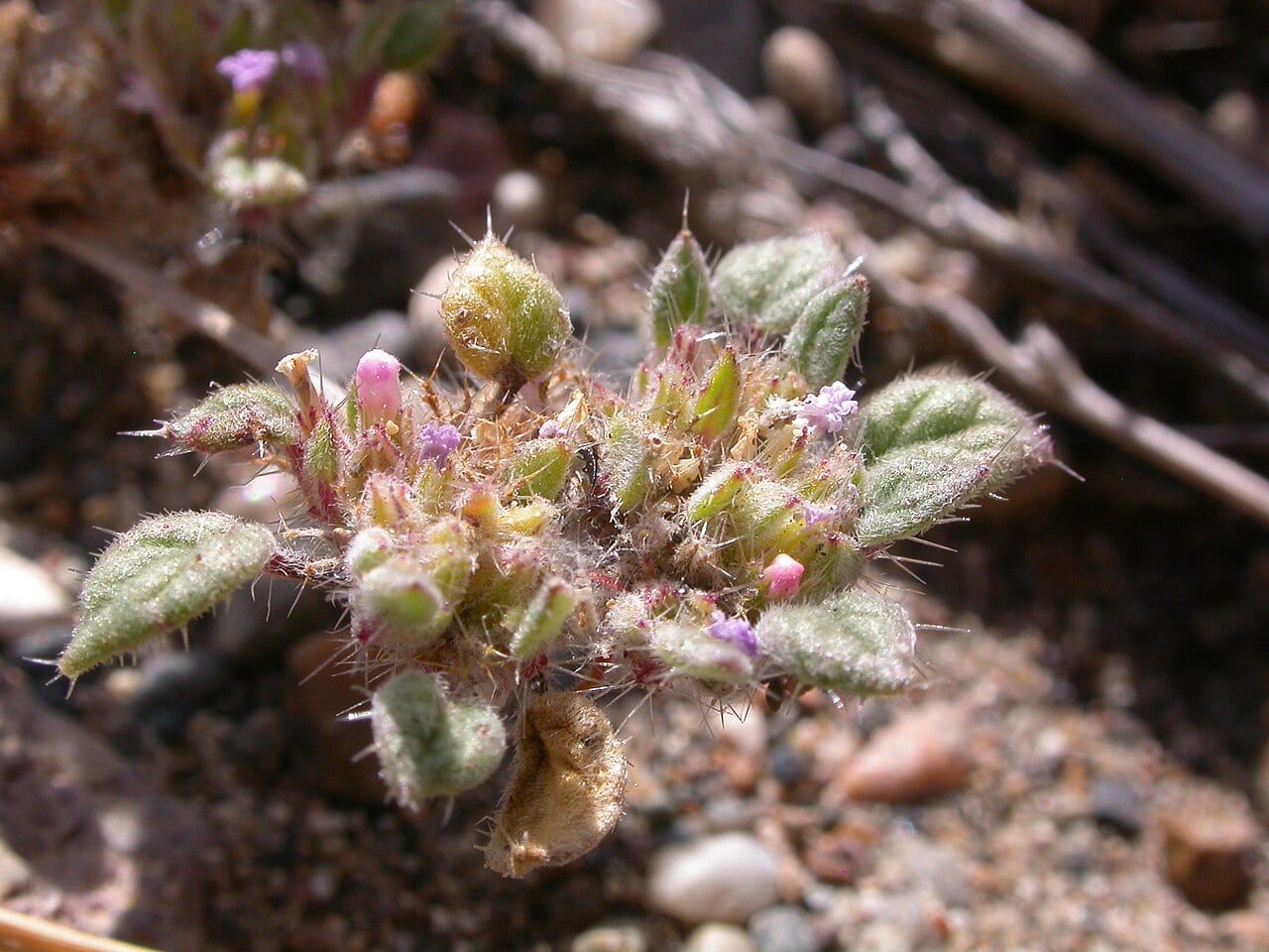 Nuttall's crinklemat (Tiquilia nuttallii)