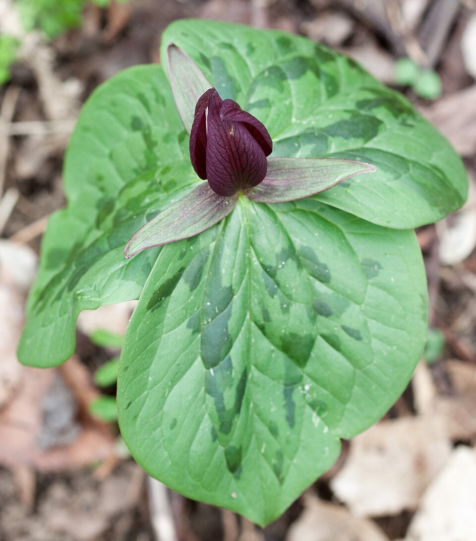 Toadshade (Trillium sessile) showing three mottled sessile leaves and an upright maroon flower at the center