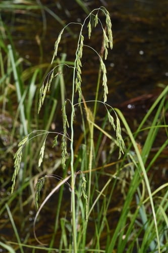 Pale false mannagrass (Torreyochloa pallida var. pallida)