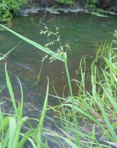 Pale false mannagrass (Torreyochloa pallida)