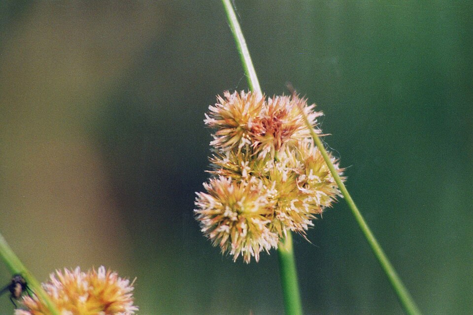 Torrey's Rush (Juncus torreyi) with clusters of round spiky brown seed heads on slender stems