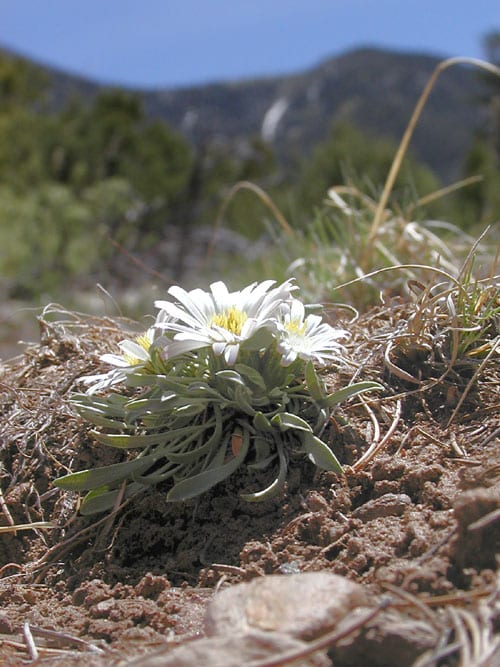 Stemless townsend daisy (Townsendia exscapa)