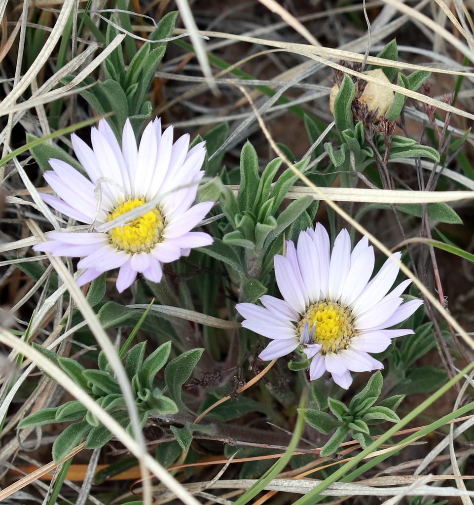 Texas townsend daisy (Townsendia texensis)