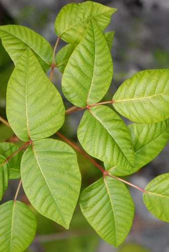 Eastern poison ivy (Toxicodendron radicans ssp. negundo)