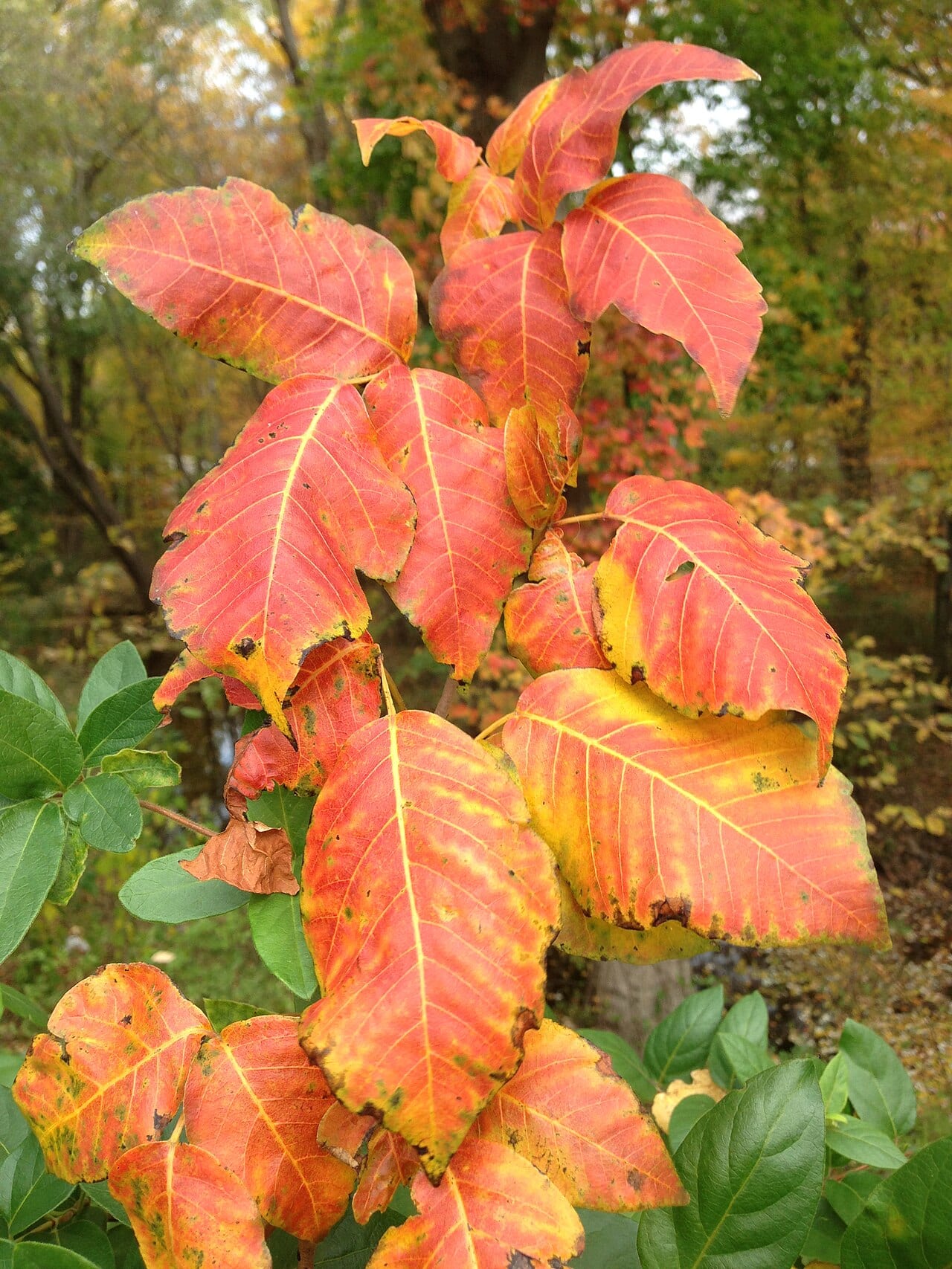 Eastern poison ivy (Toxicodendron radicans)