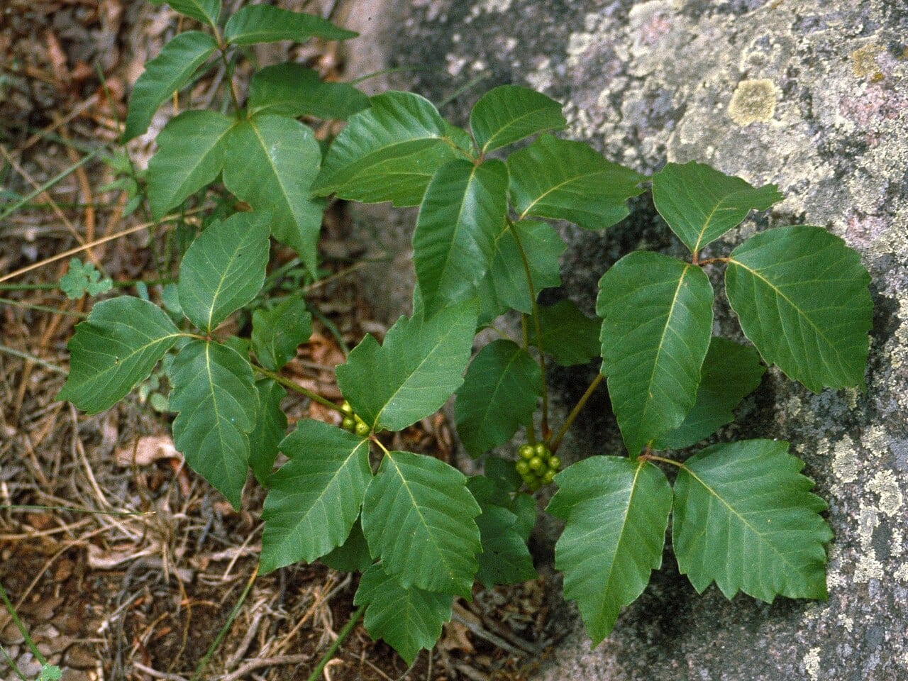 Western poison ivy (Toxicodendron rydbergii)