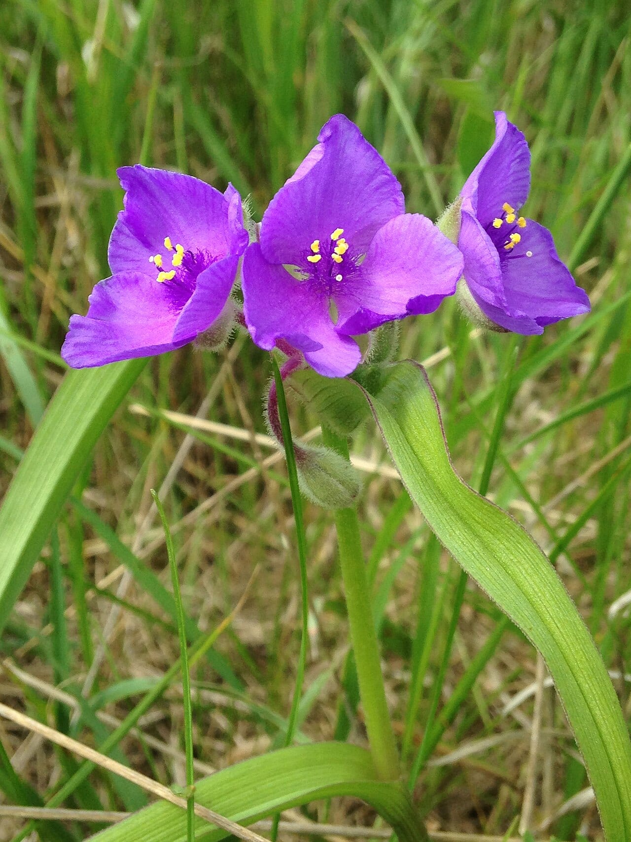 Bracted spiderwort (Tradescantia bracteata)