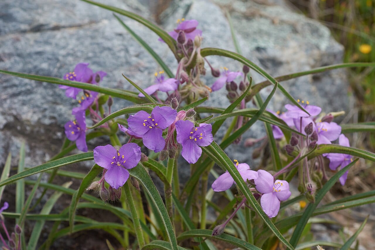Hairystem spiderwort (Tradescantia hirsuticaulis)