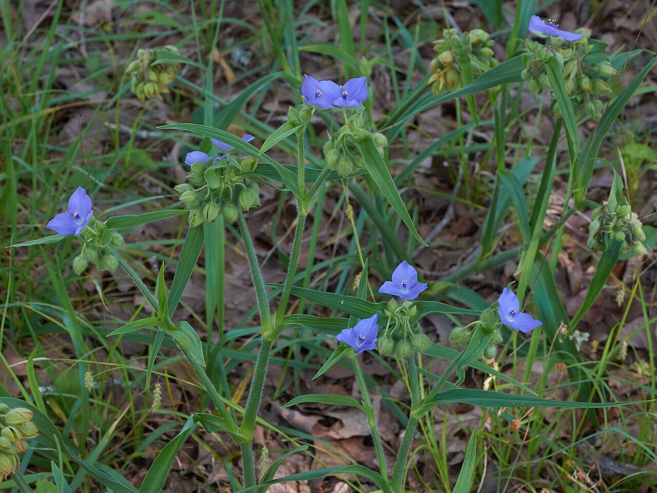 Hairyflower spiderwort (Tradescantia hirsutiflora)