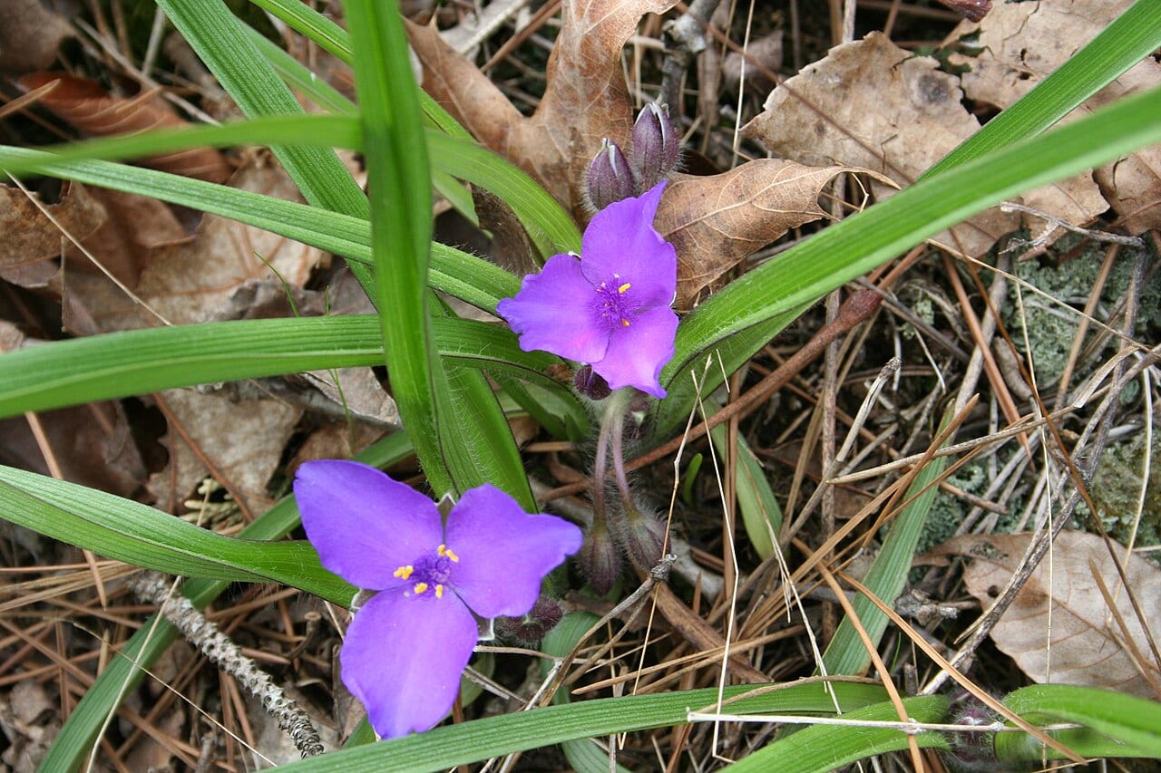 Wild crocus (Tradescantia longipes)
