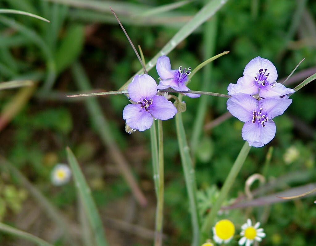 Prairie spiderwort (Tradescantia occidentalis var. occidentalis)