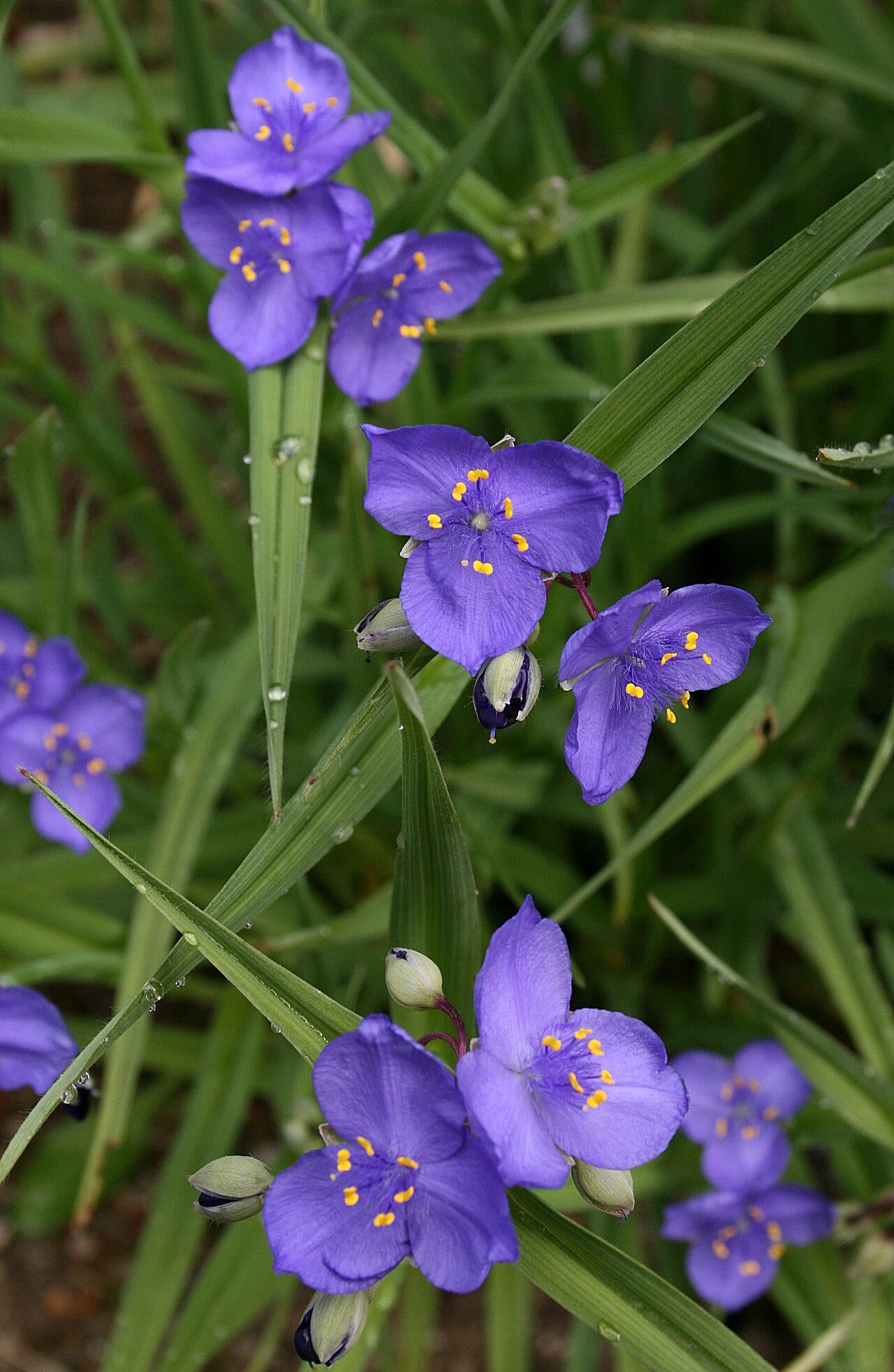 Prairie spiderwort (Tradescantia occidentalis)