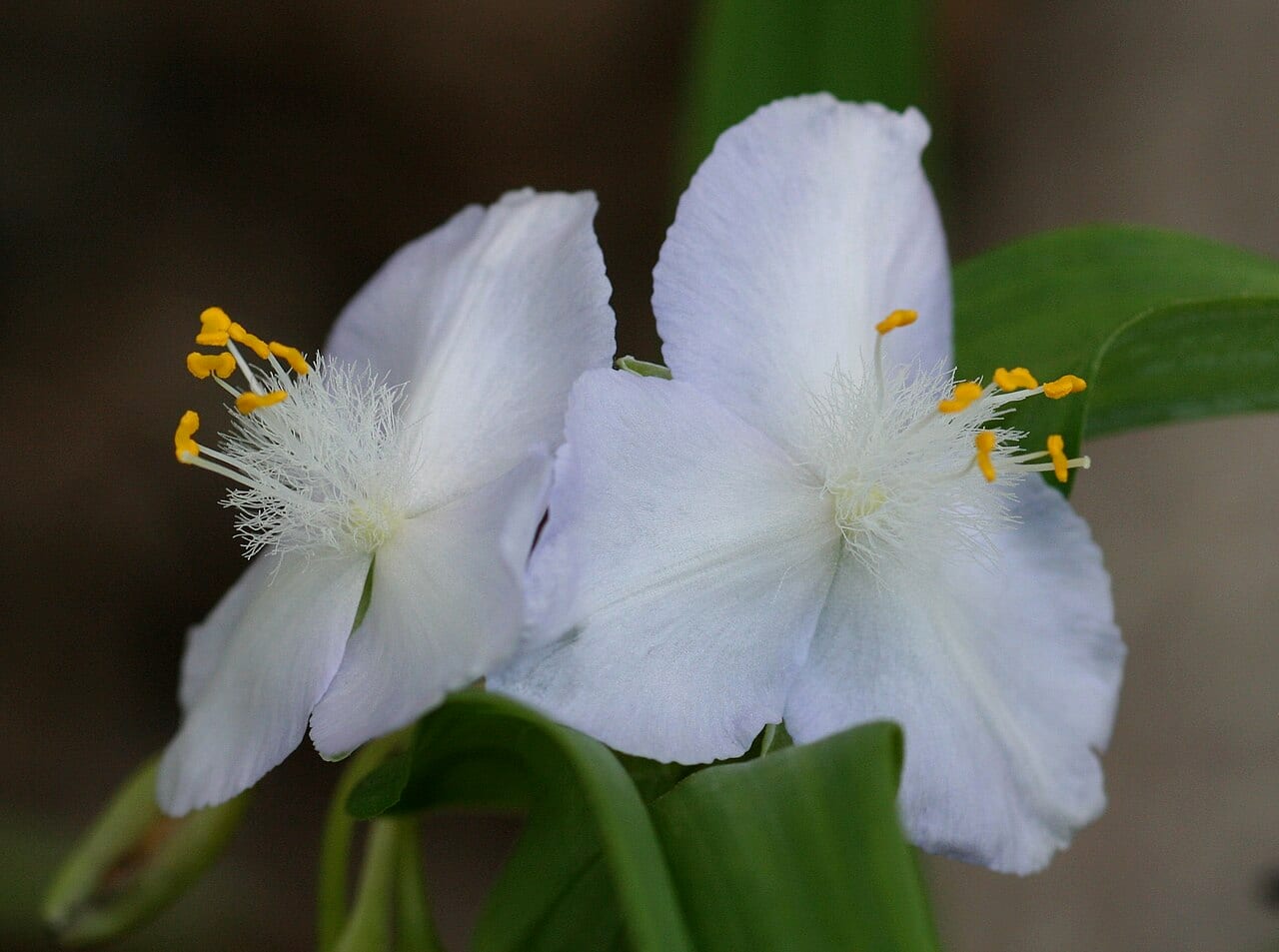 Ozark spiderwort (Tradescantia ozarkana)