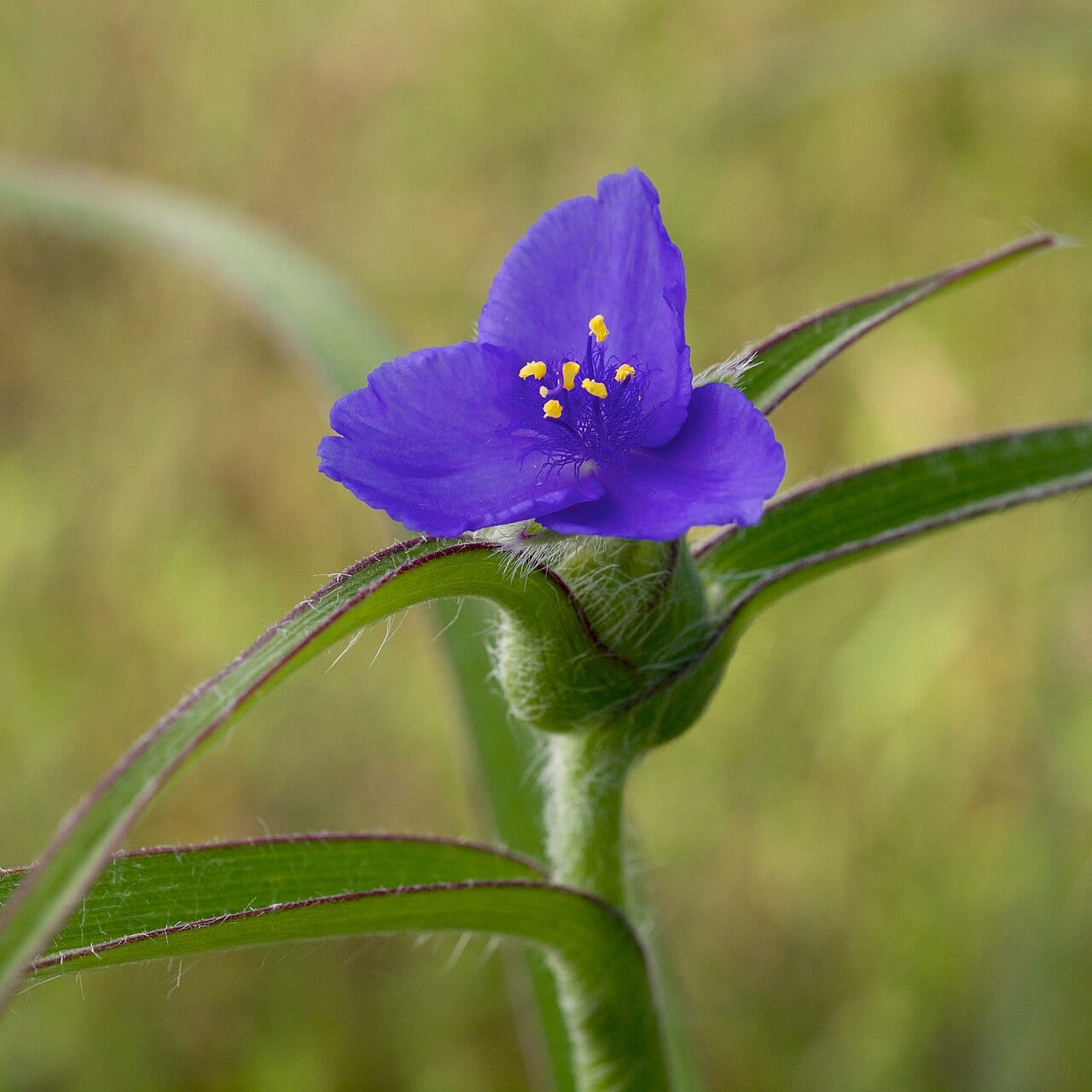 Reverchon's spiderwort (Tradescantia reverchonii)