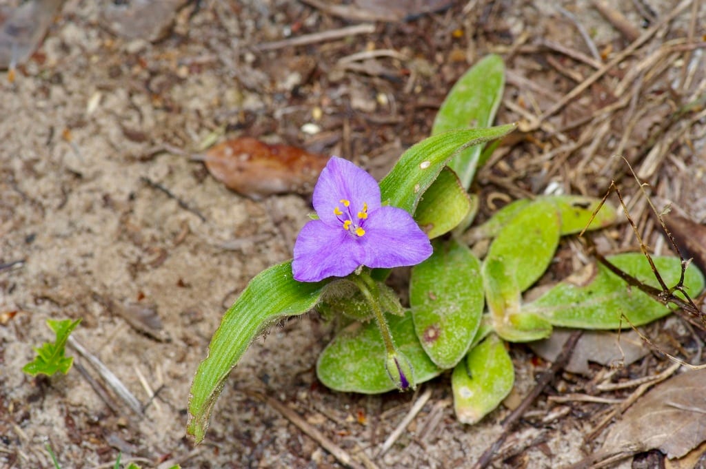 Stemless spiderwort (Tradescantia subacaulis)
