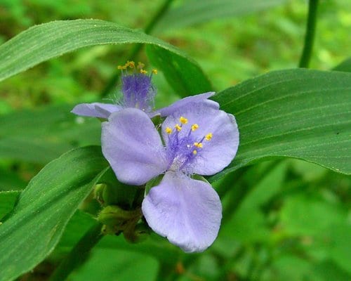 Zigzag spiderwort (Tradescantia subaspera var. subaspera)
