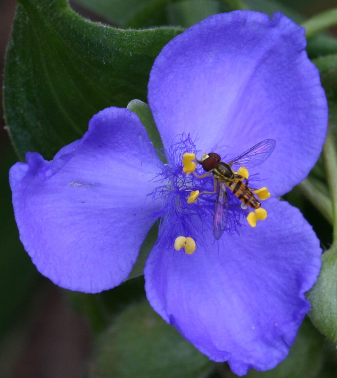 Virginia spiderwort (Tradescantia virginiana)