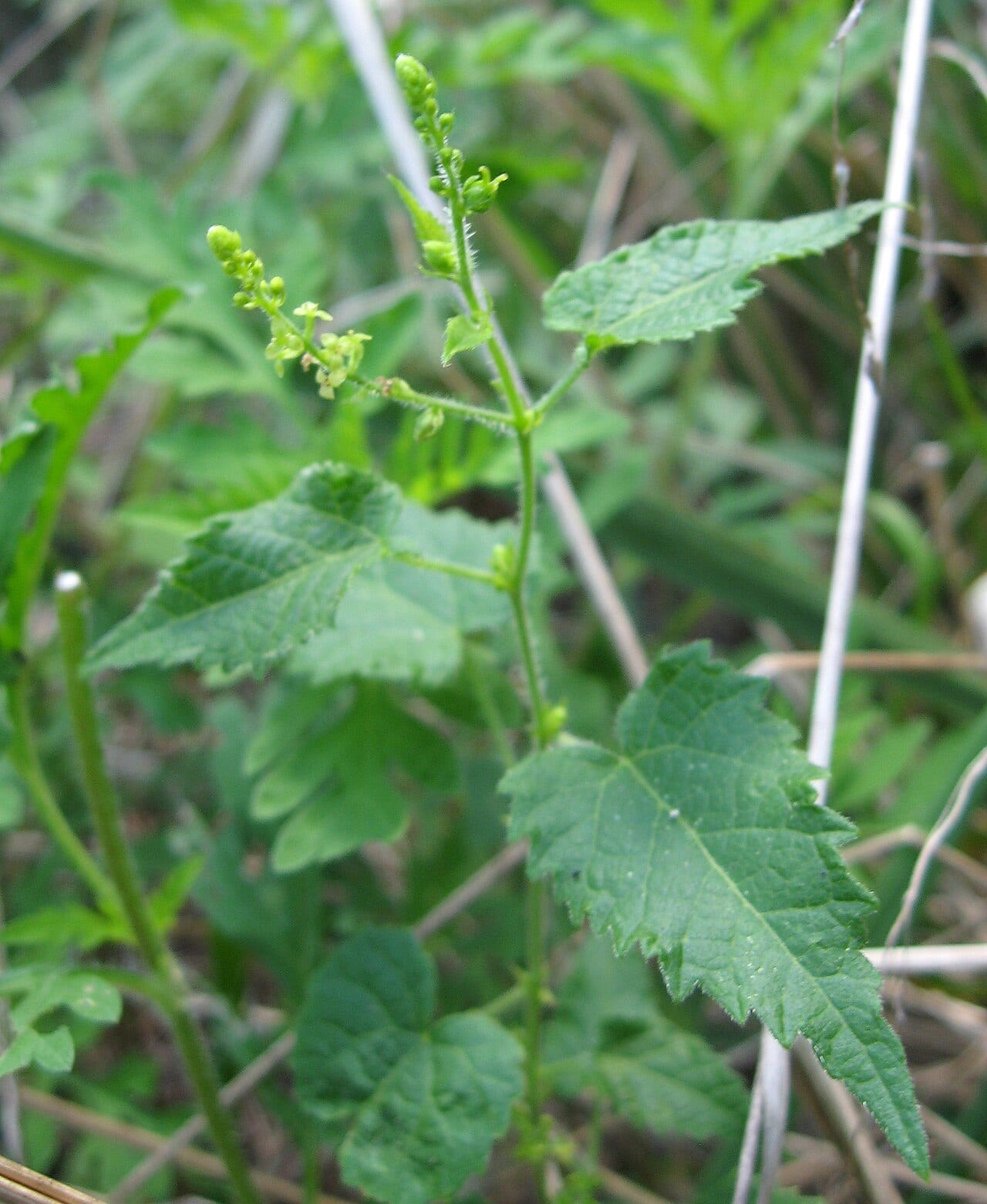 Heartleaf noseburn (Tragia cordata)