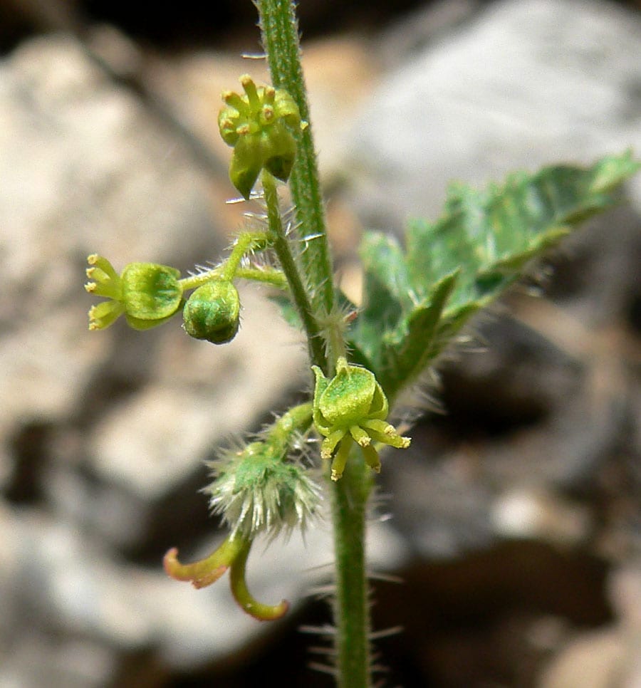 Branched noseburn (Tragia ramosa)