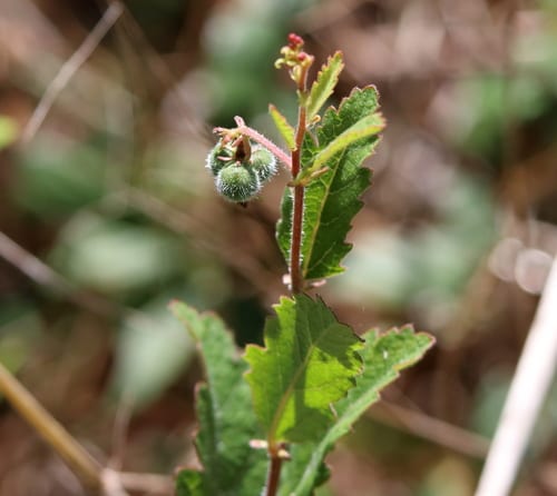Small's noseburn (Tragia smallii)